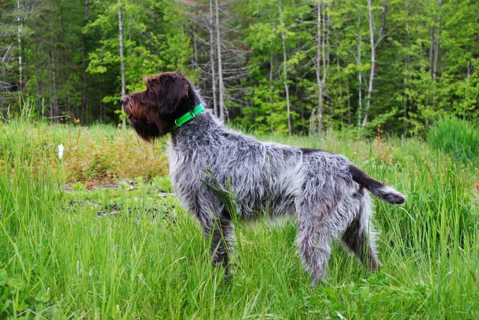 wirehaired pointing griffon for sale near me